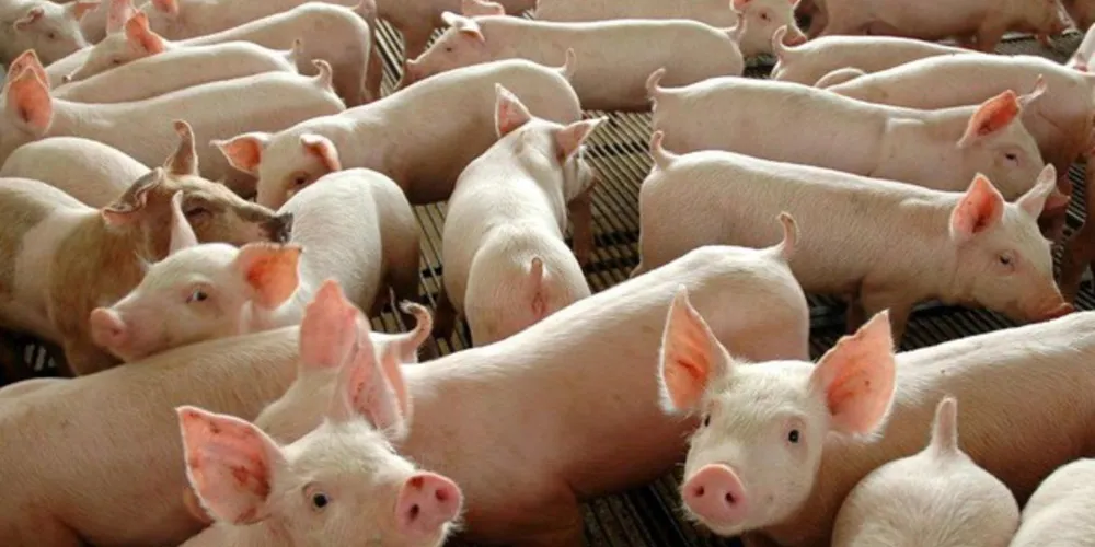 O abate de suínos, que atingiu 12,1 milhões de animais, foi superior em 1,8% ao primeiro trimestre deste ano e em 6,2% ao segundo trimestre do ano passado.