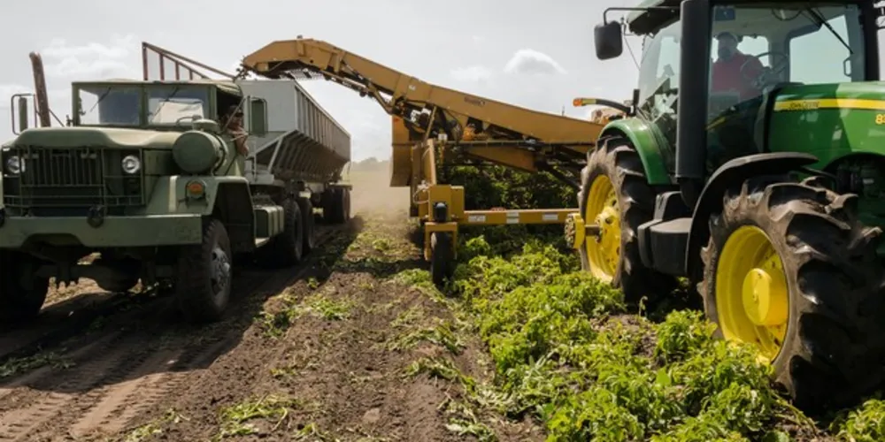 A evolução do recorde deve-se ao aumento de 4,2% na área plantada, aliado ao ganho de 0,3% na produtividade.
