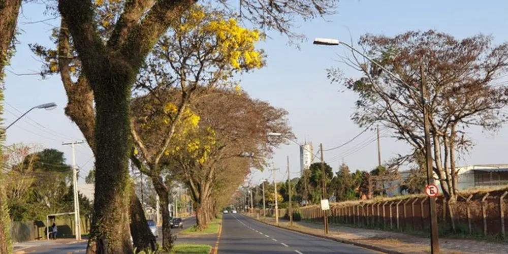 Corte de árvores fica proibido nas áreas públicas do município até o dia 10 de outubro