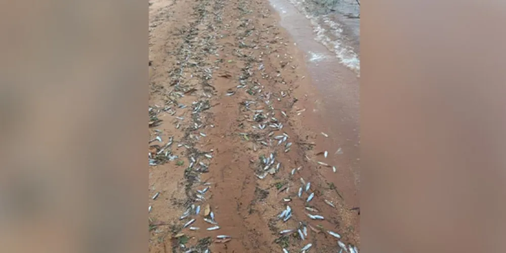 Quantidade de peixes mortos tem chamado a atenção
