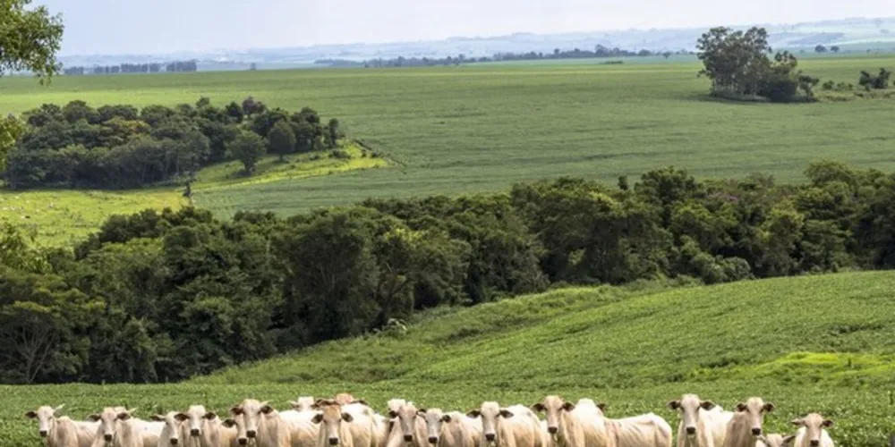 As lavouras aumentaram seu faturamento em 13,6% em relação ao ano passado, e a pecuária, 3,7%