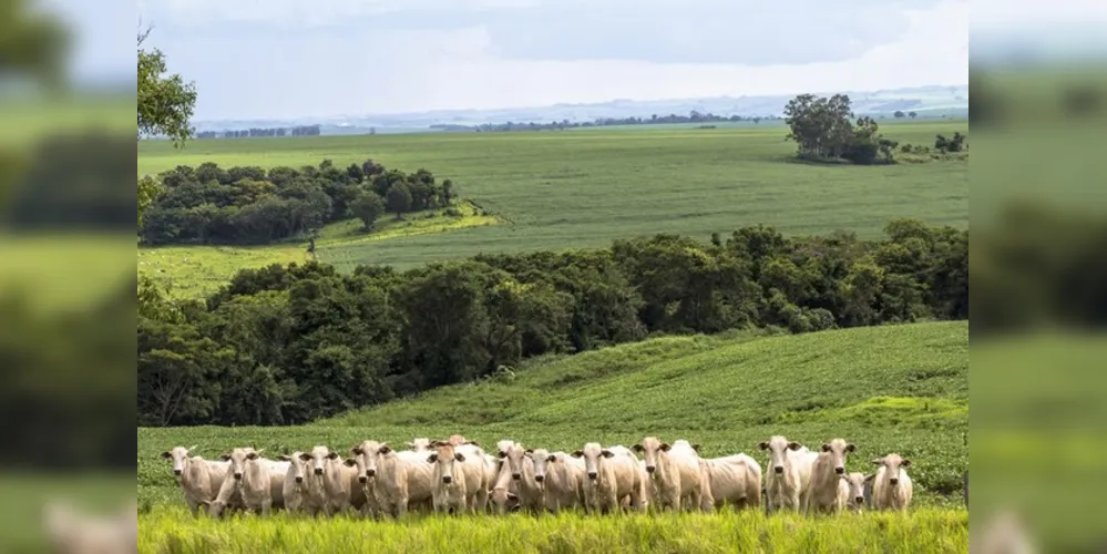As lavouras aumentaram seu faturamento em 13,6% em relação ao ano passado, e a pecuária, 3,7%
