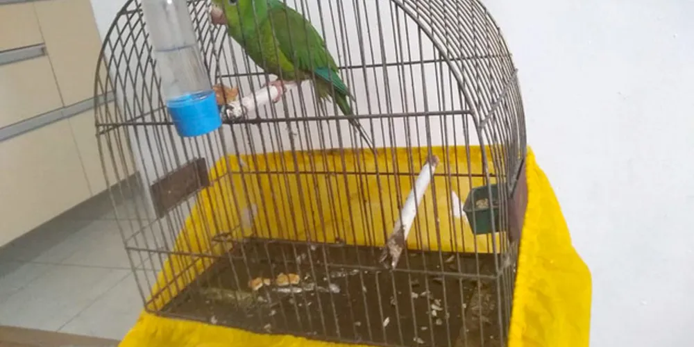 Para quem comete crimes como manter em cativeiro, caça, transporte ou perseguição de animal silvestre, a pena pode variar de seis meses a um ano de prisão. 