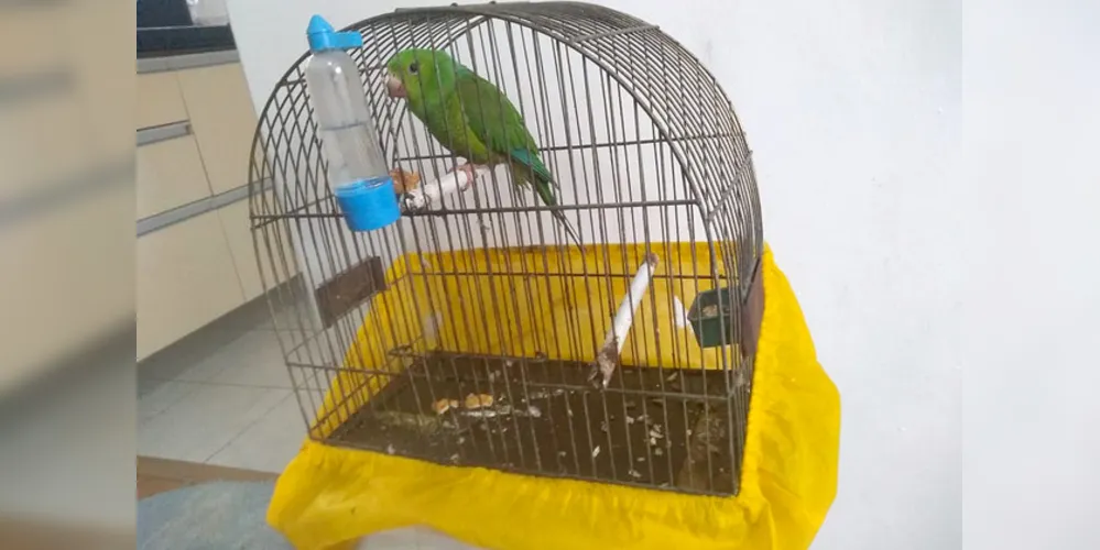 Para quem comete crimes como manter em cativeiro, caça, transporte ou perseguição de animal silvestre, a pena pode variar de seis meses a um ano de prisão. 