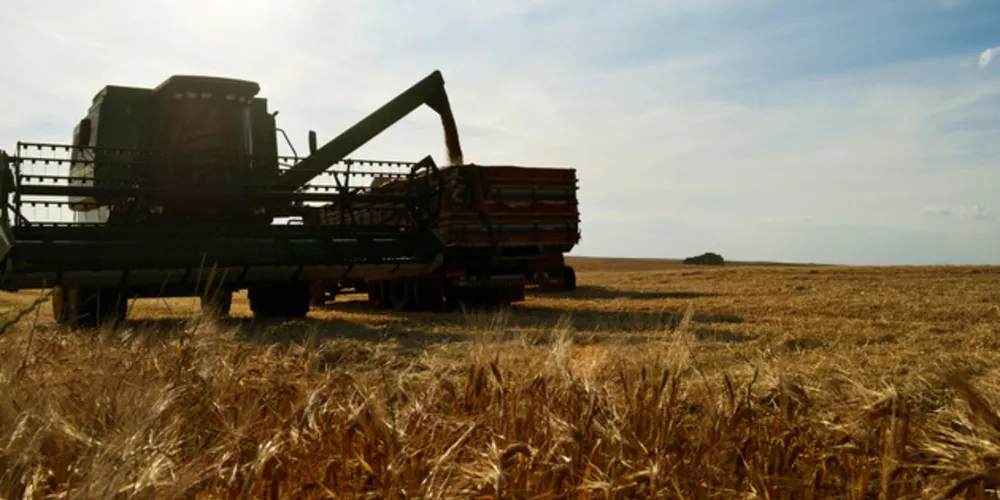 Com 20.755 hectares da gramínea cerealífera plantada, a produção de cevada na região dos Campos Gerais representou 30% do total colhido no Estado