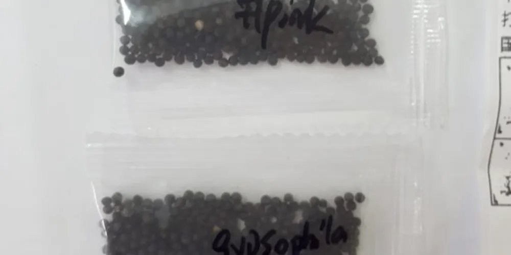 Imagem ilustrativa da imagem Adapar alerta sobre recebimento de sementes não encomendadas