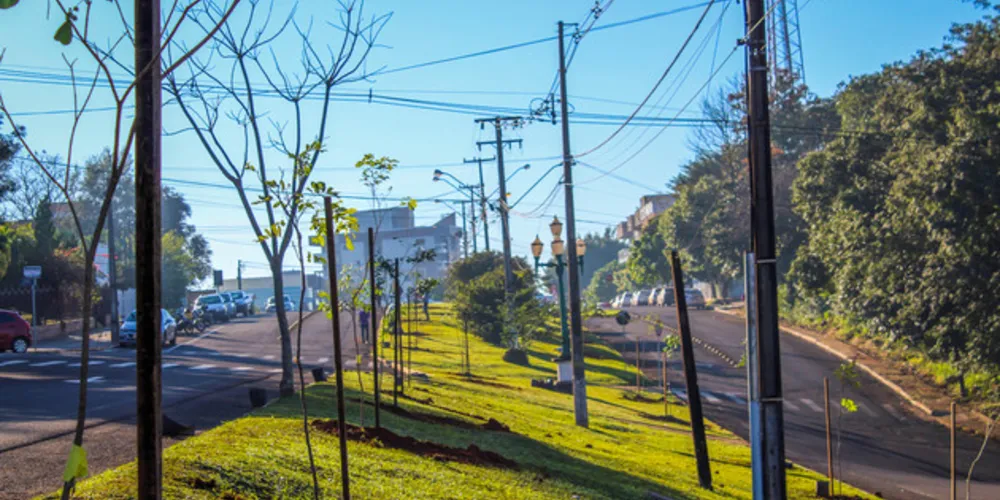 Cerca de 100 municípios já foram beneficiados, com o plantio médio de 11 mil árvores por ano, em ruas, avenidas e praças.