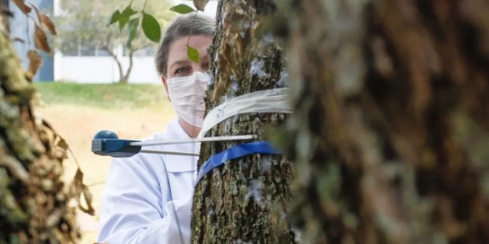 A maior parte do acervo é composto por exsicatas, plantas desidratadas, classificadas e guardadas entre pedaços de papel.