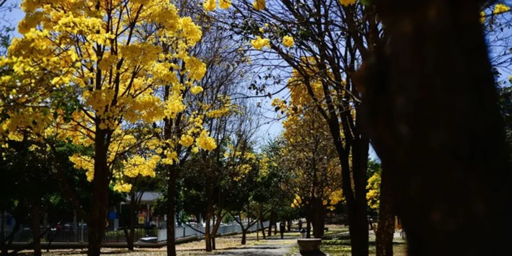 A previsão indica maior probabilidade de chuvas abaixo da climatologia em praticamente toda a região, exceto no norte do Paraná, onde devem ser acima da média.