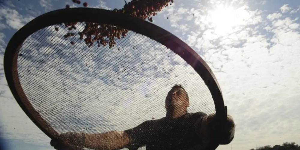 Segundo a Conab, será a segunda maior safra brasileira de todos os tempos, atrás apenas da colheita de 2018.