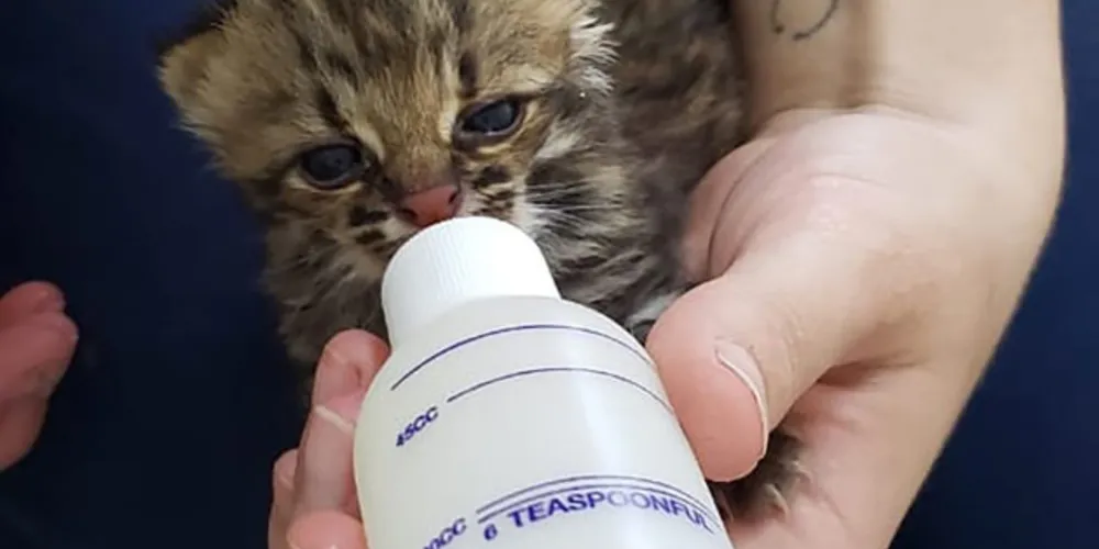 São cerca de 199 mil quilômetros quadrados no Estado sob os cuidados do instituto, vinculado à Secretaria de Estado do Desenvolvimento Sustentável e do Turismo. 