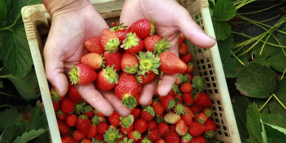 O Paraná conta hoje com 179 pequenas cooperativas da agricultura familiar, que congregam 41.542 associados, e 517 associações da agricultura familiar com 25 mil integrantes.