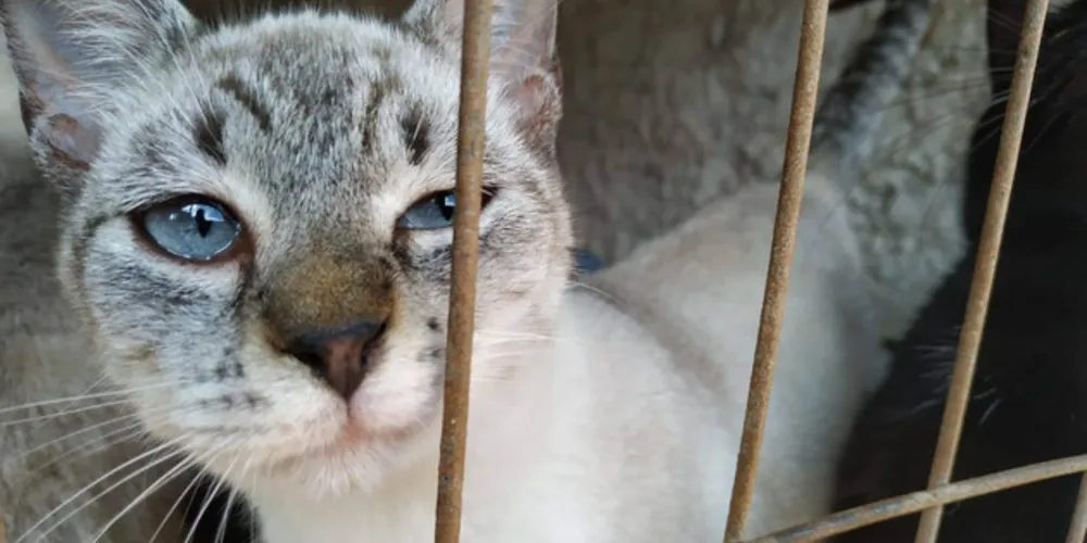 São atendidos pets de famílias que não têm condições de arcar com os custos de uma castração particular e animais de rua.