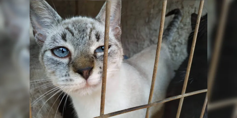 São atendidos pets de famílias que não têm condições de arcar com os custos de uma castração particular e animais de rua.