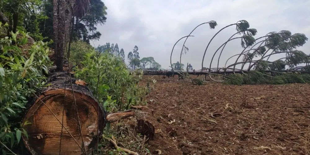 Imagem ilustrativa da imagem Polícia Ambiental aplica R$ 346,5 mil em multas nos Campos Gerais