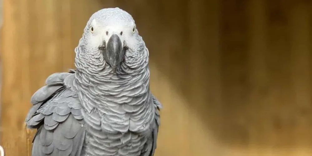 O objetivo passará também por ensinar novas regras de etiqueta.