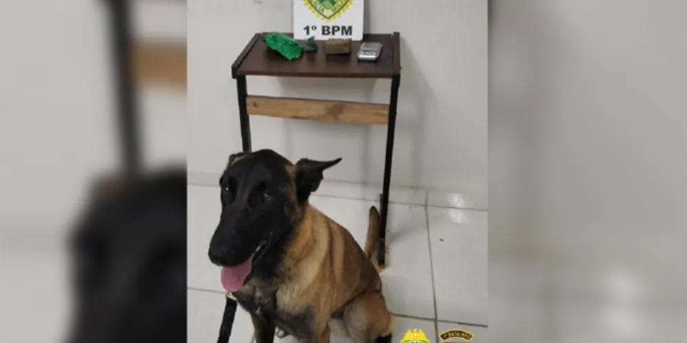 Equipes encontraram maconha, balança de precisão e dinheiro da venda de entorpecentes
