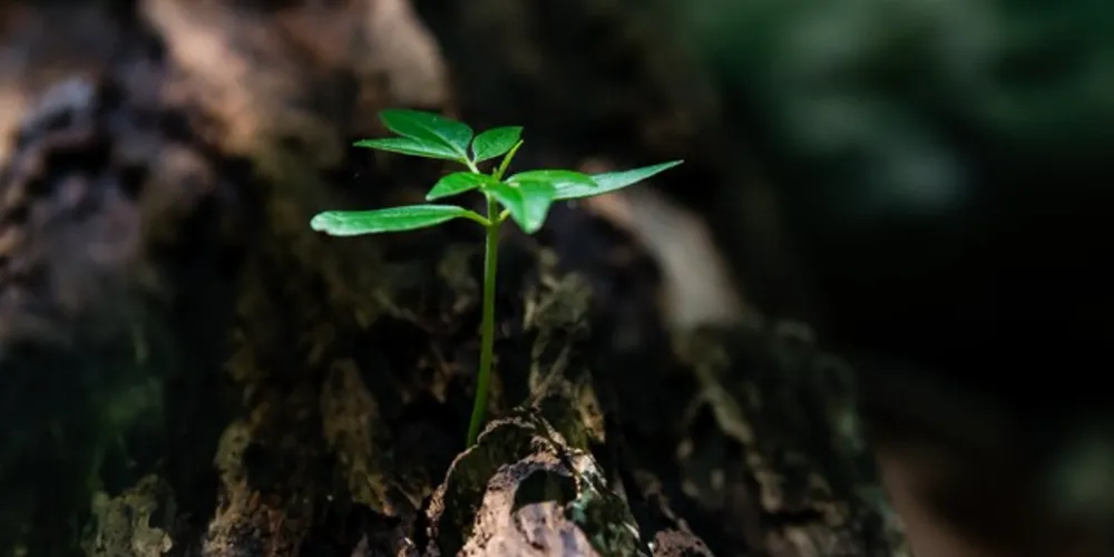 O Conservathon é uma iniciativa da Fundação Grupo Boticário de Proteção à Natureza, em parceria com a Fundação Araucária. 