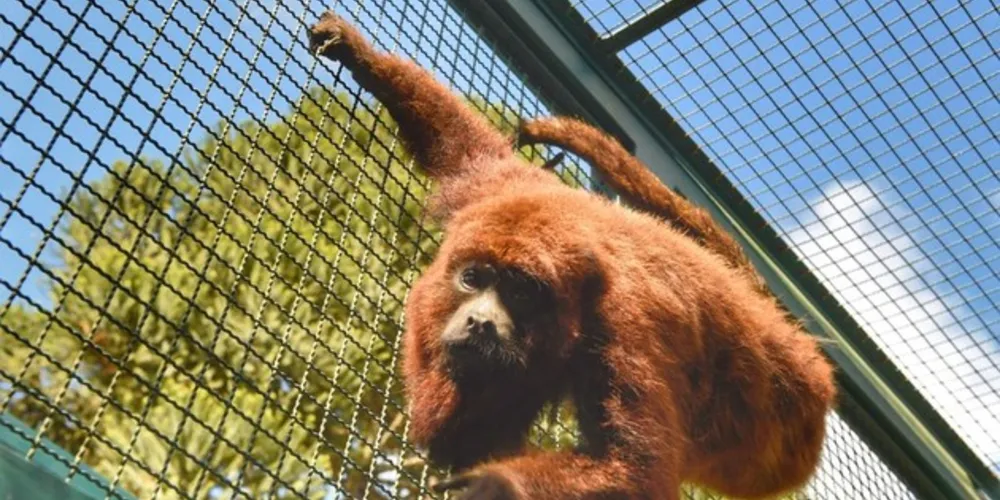 As ações de proteção à fauna silvestre foram tema da terceira live do projeto Diálogos da Conservação.