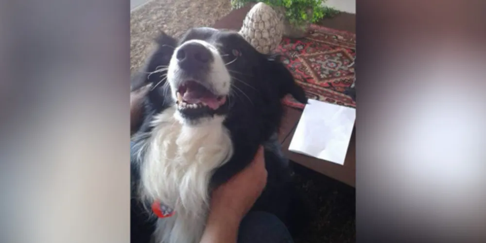 Cachorro border collie de grande porte, desapareceu na região do Shangrila