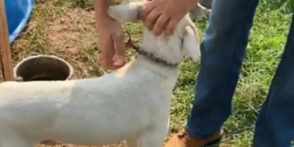 Os animais estavam acorrentados, sem comida e água. O responsável pelos animais foi preso em flagrante.