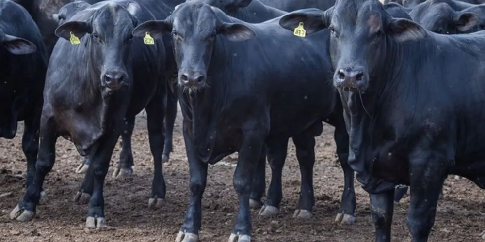 O rebanho bovino nacional cresceu 0,4% em 2019, depois de dois anos de retração.