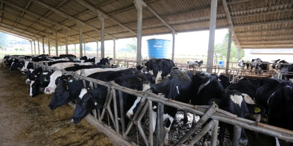 O município de Castro produziu 280 milhões de litros de leite em 2019, valor 43% superior ao segundo colocado, Patos de Minas