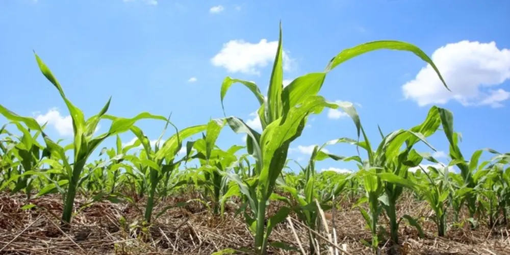 Documento publicado semanalmente pelo Deral também analisa a situação de outras culturas agropecuárias no Estado