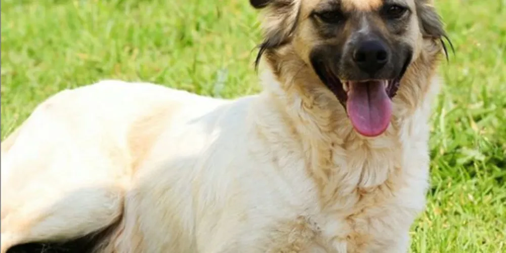 Feira acontece das 10h às 16 horas