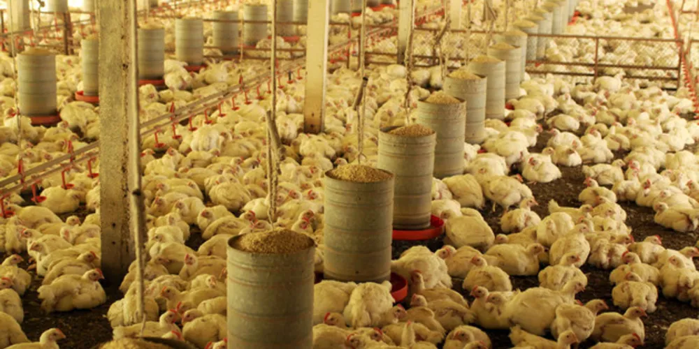 Setor pecuário foi destaque no Estado