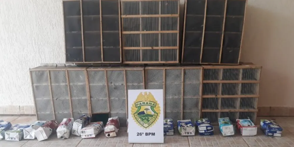 Aves estavam em caixas de madeira e embalagens de leite escondidas dentro dos carros