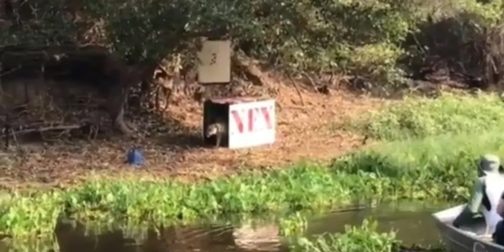 Batizado de Ousado, o animal ficou em tratamento durante 36 dias antes de ser solto em um local próximo de onde foi resgatado.