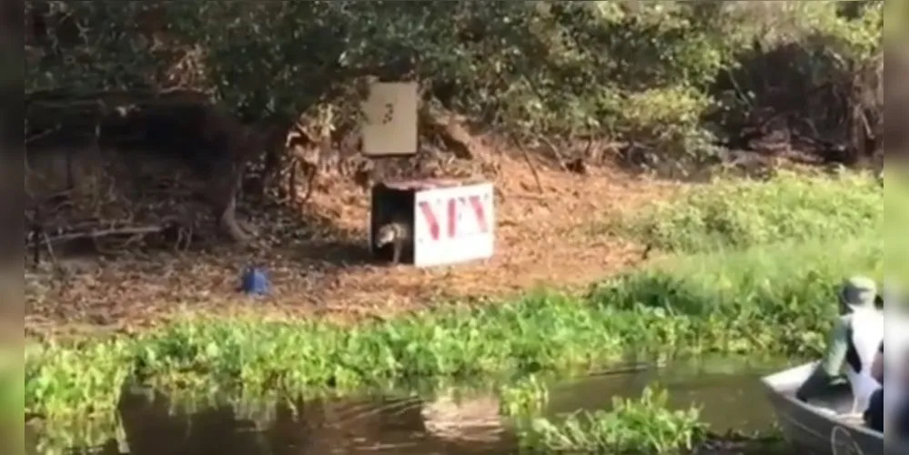 Batizado de Ousado, o animal ficou em tratamento durante 36 dias antes de ser solto em um local próximo de onde foi resgatado.
