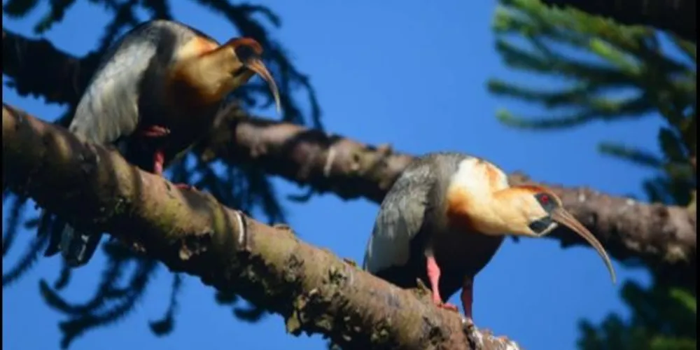 Além do e-book, também foi produzido um miniguia, com 29 espécies que são mais detalhadas no livro.