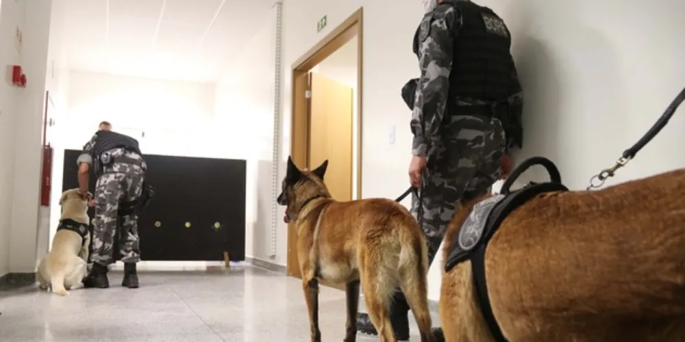 O novo treinamento tem como objetivo principal preparar mais de 30 cães policiais para encontrar, com precisão, novas drogas sintéticas que estão em circulação.