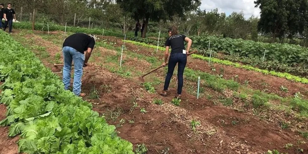 A iniciativa consiste no uso de protótipos que têm um compartimento para abrigar sementes. 
