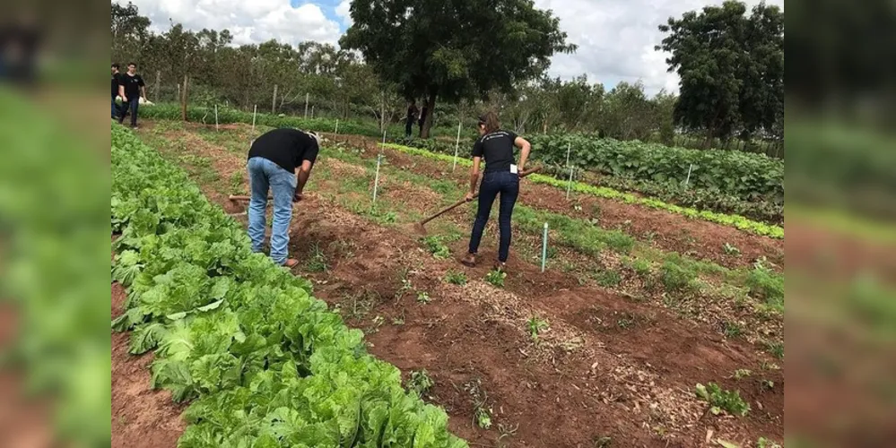 A iniciativa consiste no uso de protótipos que têm um compartimento para abrigar sementes. 