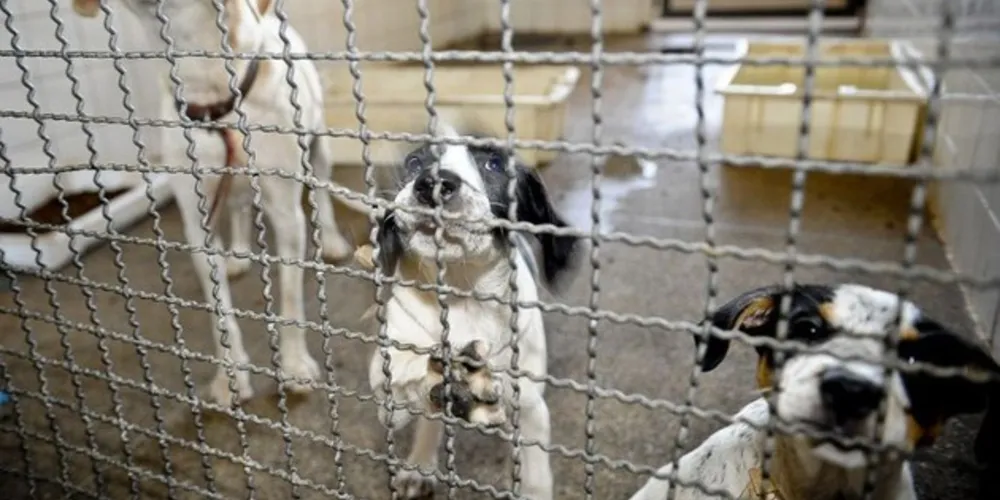 Adoção de um pet requer alguns cuidados