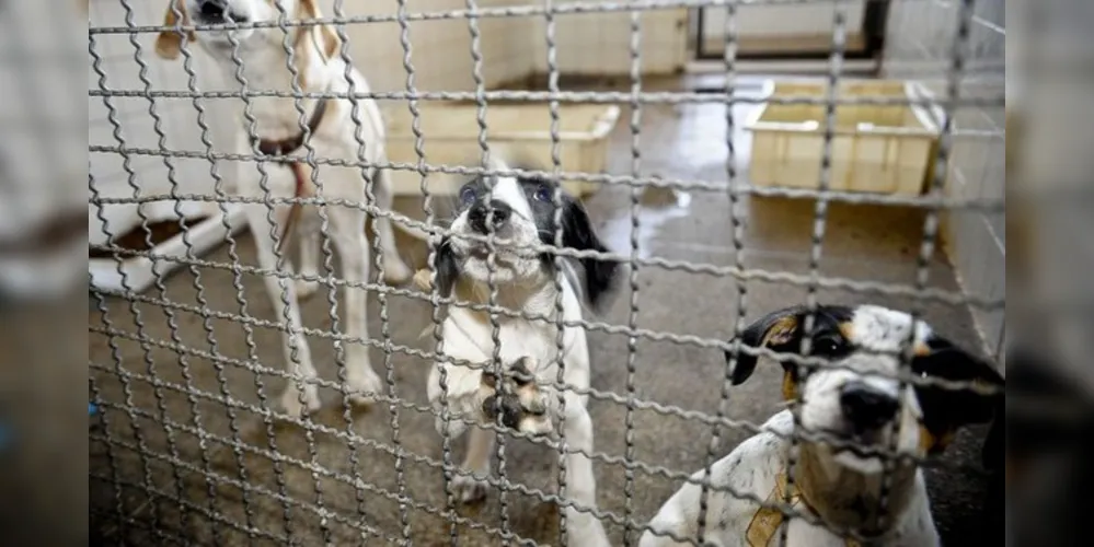 Adoção de um pet requer alguns cuidados