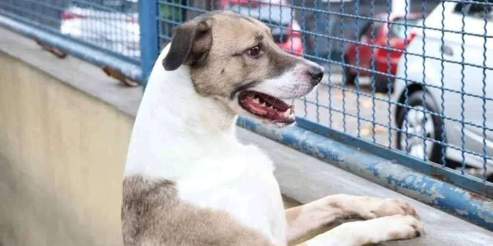 A fim de combater o mau trato a cães e gatos, o governo federal sancionou, no final de setembro, a lei que prevê, inclusive, prisão de dois a cinco anos, além de multa e proibição da guarda, àqueles que cometerem tal prática.