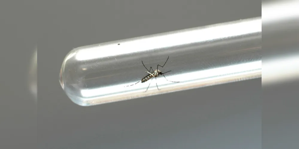 Entre as ações, a secretaria estadual inicia nesta terça-feira (27) um ciclo de webconferências sobre diagnóstico e manejo clínico ao paciente com dengue. 