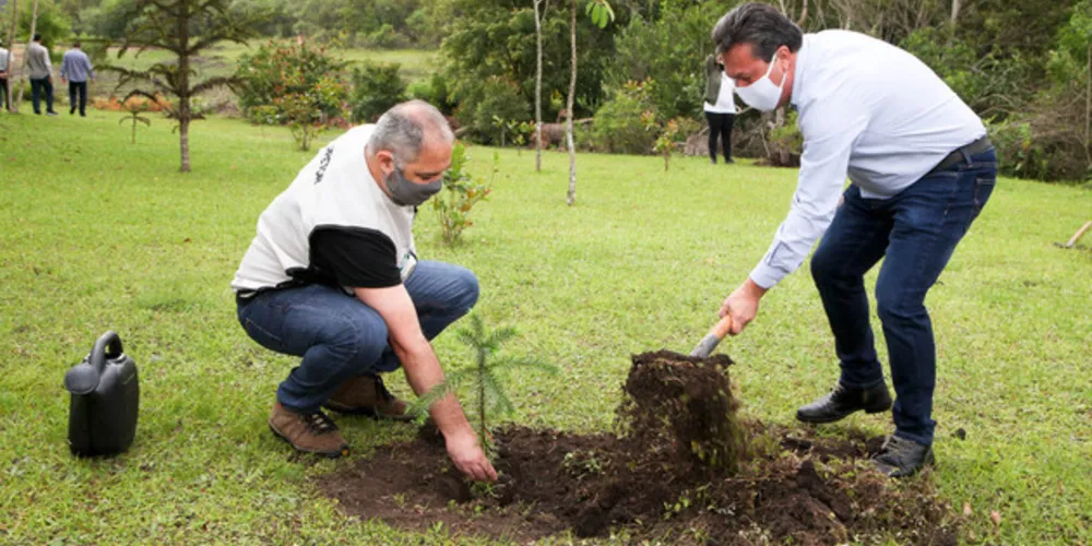 Iniciativa é do Governo do Estado e faz parte do programa Paraná mais Verde. Ponta Grossa receberá 4 mil mudas