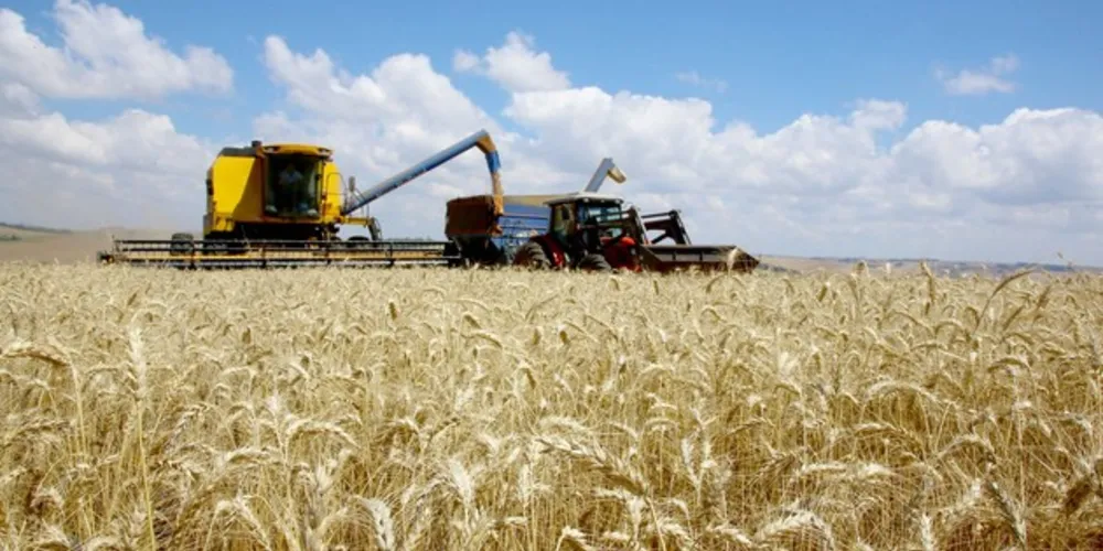 A área plantada foi de 131,8 mil hectares. A média prevista é de 3,6 mil quilos por hectare,, com previsão de colher 474 mil toneladas