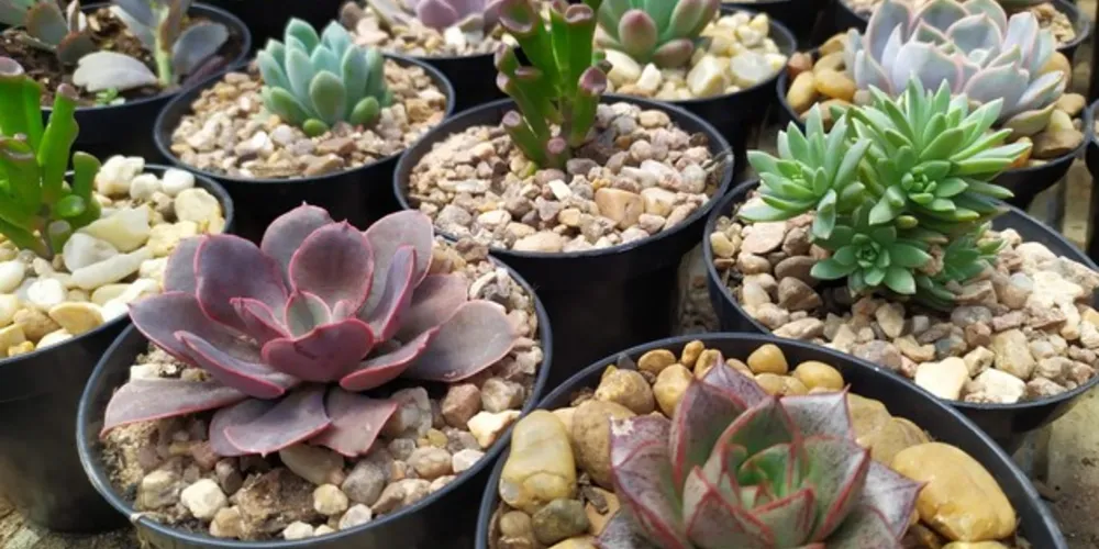 A Feira vai acontecer das 8h às 17h e terá à disposição plantas a partir de R$ 4, com o valor promocional de três plantas simples por R$ 10.