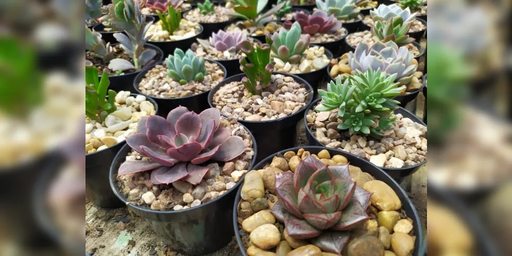 A Feira vai acontecer das 8h às 17h e terá à disposição plantas a partir de R$ 4, com o valor promocional de três plantas simples por R$ 10.
