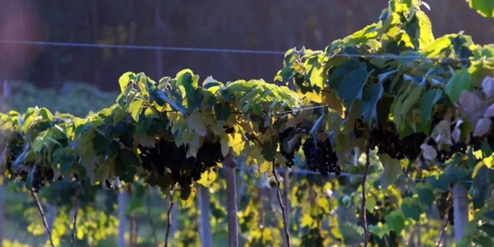 O presente e o futuro da vitivinicultura no Paraná serão discutidos em mesa redonda online nesta quinta-feira, das 9 às 11 horas. 