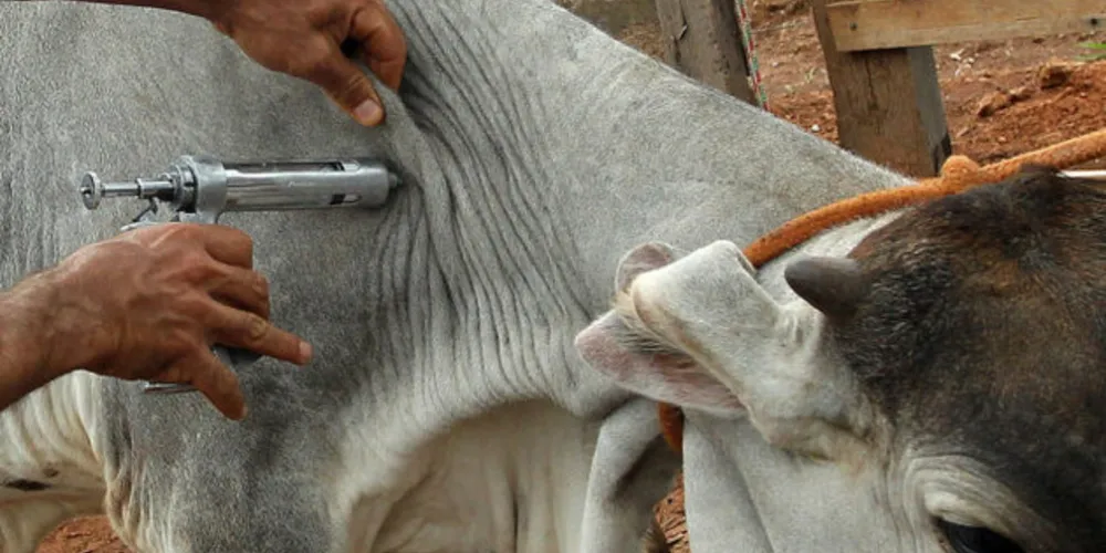 As vacinas devem ser adquiridas nas revendas autorizadas e mantidas na temperatura entre 2°C e 8°C, desde a aquisição até o momento da utilização, incluindo o transporte e a aplicação, já na fazenda. 