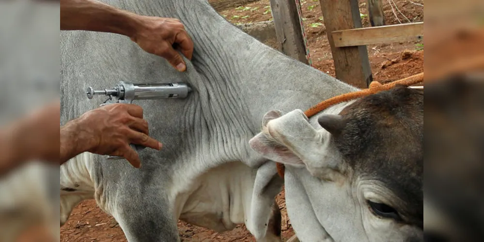 As vacinas devem ser adquiridas nas revendas autorizadas e mantidas na temperatura entre 2°C e 8°C, desde a aquisição até o momento da utilização, incluindo o transporte e a aplicação, já na fazenda. 