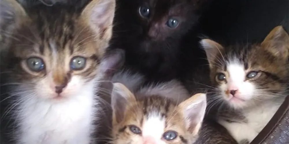 Além do resgate, os voluntários fazem o tratamento no lar temporário e lutam para encontrar novos tutores para os animais.