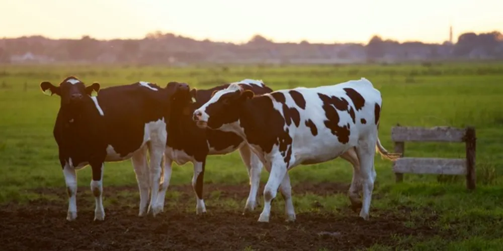 Foram abertos mercados para produtos de alto valor agregado, como material genético avícola para os Emirados Árabes Unidos e Marrocos e embriões equinos para os Estados Unidos.